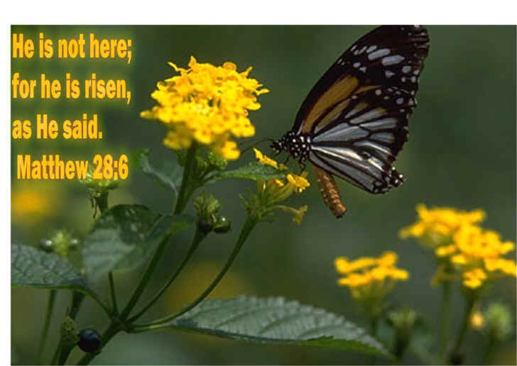 memory verse